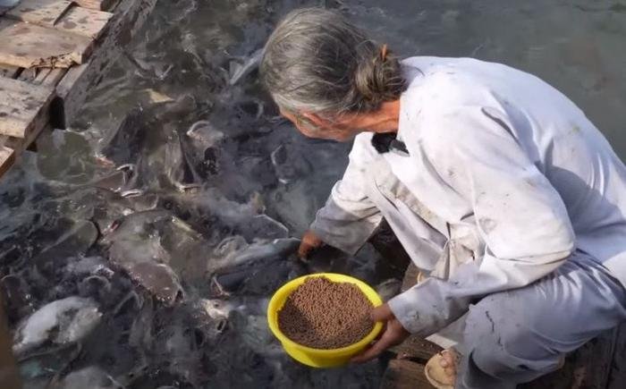 Lạ kỳ hàng trăm tấn cá ùa vào nhà người đàn ông tại An Giang, mỗi ngày ăn đến 8 tấn xoài Ảnh 2