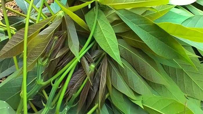 Ít người đồng bằng biết rằng lá của chúng cũng có thể ăn được
