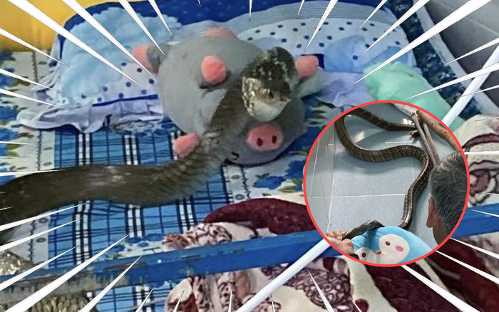 “Bé na” 2 mét đột nhập phòng trọ, chàng sinh viên bỏ chạy thục mạng Ảnh 2