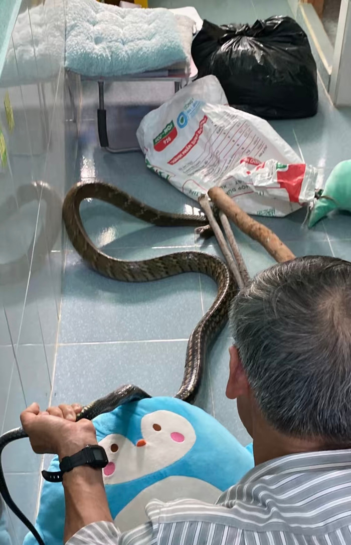 Chú hàng xóm 'tay không bắt rắn', thu phục 'bé na'.