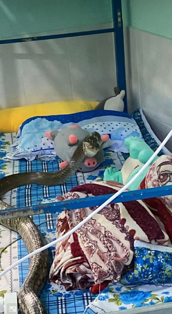 Vị khách không mời mà đến đột nhập phòng trọ. 