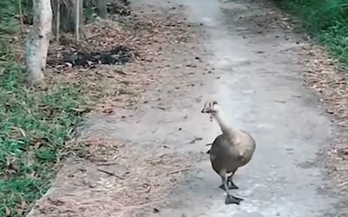 Được tặng con ngỗng làm thịt ăn tết, người đàn ông không nỡ ra tay và cái kết bất ngờ Ảnh 2