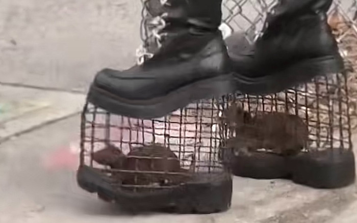 Độc lạ New York: Cô gái dẫn thú cưng đi dạo phố bằng đôi giày có '1 – 0 – 2' Ảnh 2