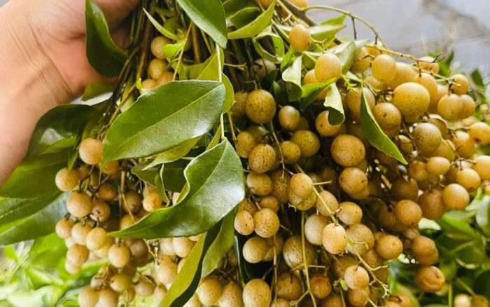 Nhìn bề ngoài, quả mắc mật giống với hồng bì nhưng nhỏ hơn