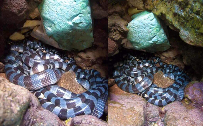 Phát hiện ổ rắn 15 con ở Phú Quý, cảnh báo một sở thích nguy hiểm nhiều du khách đi biển ít để ý Ảnh 2