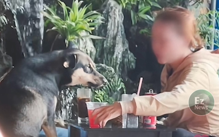Tranh cãi chuyện chị gái dắt chó đi uống cà phê giữa tiết trời nắng nóng gay gắt Ảnh 2