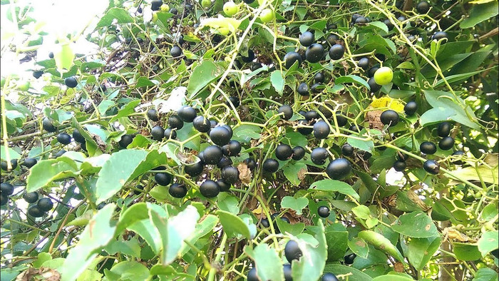 Trái giác chín giống như quả nho