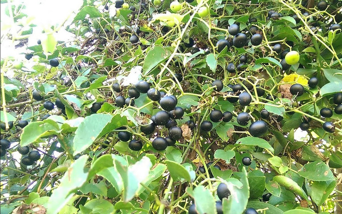 Loại quả xưa chín rụng đầy gốc, giờ thành đặc sản được khách du lịch yêu thích với 80.000 đồng/kg Ảnh 2