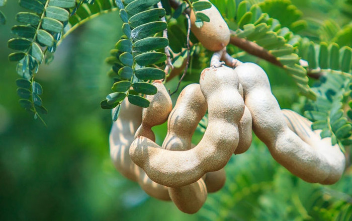 Loại quả xưa làm cảnh, giờ thành đặc sản bán chạy khi hè về, 80.000 đồng/kg Ảnh 2