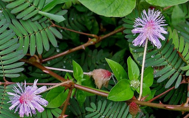 Loài cây mọc dại ven đường không ngờ là vị thuốc quý, có nhiều công dụng chữa bệnh hữu hiệu Ảnh 2