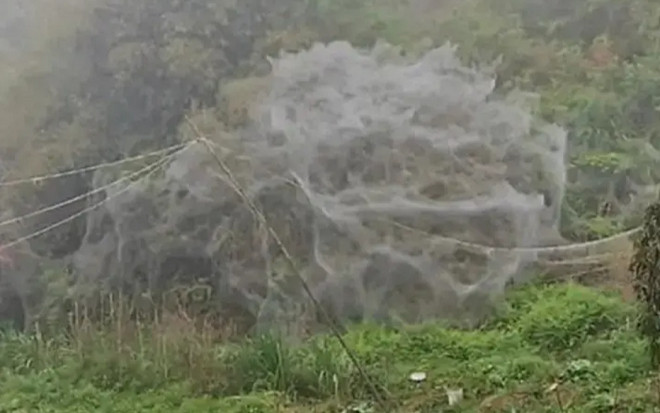 Mạng nhện khổng lồ như động bàn tơ xuất hiện chỉ sau một đêm khiến dân làng hoảng hốt Ảnh 2