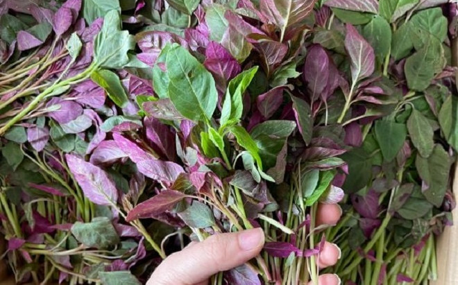Loại rau dân dã giàu sắt gấp 4 lần thịt bò, giá lại rẻ bèo chợ nào cũng bán Ảnh 2