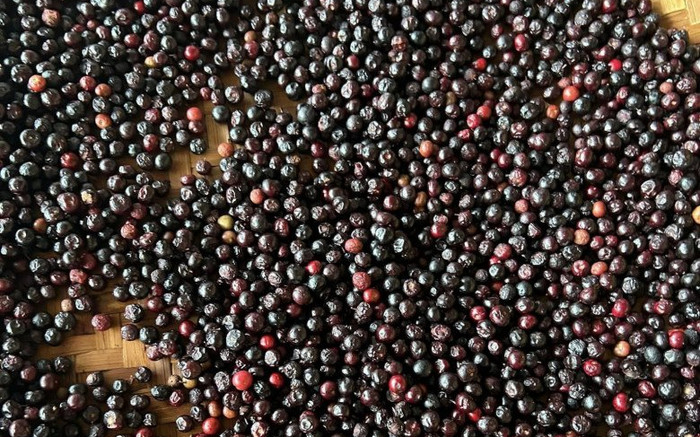 Loại quả xưa có đầy ít người biết, giờ thành đặc sản được dân thành phố 'săn lùng' giá 120.000 đồng/kg Ảnh 2