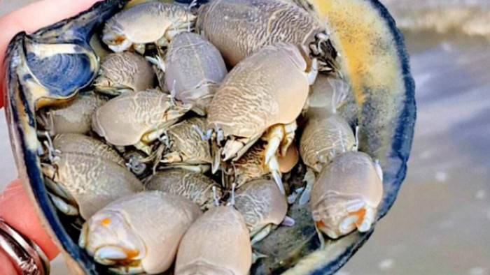 Rù rì sinh sống ở khu vực bãi cát sát mép nước