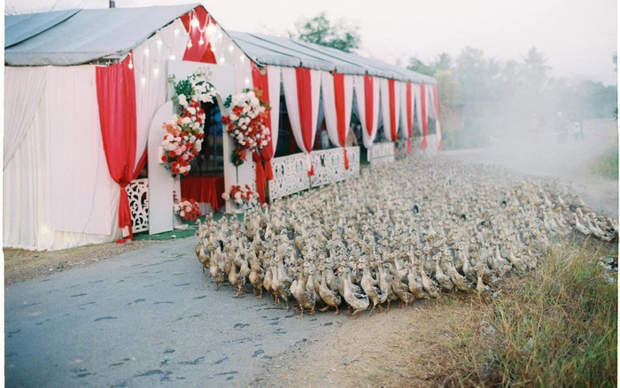 Dàn 'khách mời' độc nhất vô nhị tại một đám cưới ở Tây Ninh Ảnh 2