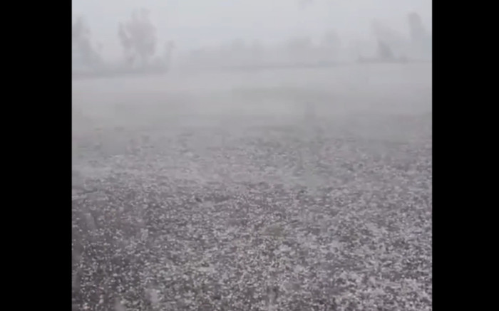 Xót xa hàng trăm hecta lúa sắp gặt rụng sạch hạt sau trận mưa đá Ảnh 2
