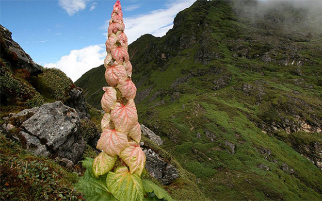 Sự thật bất ngờ về loài cây thần 400 năm mới nở hoa 1 lần Ảnh 2