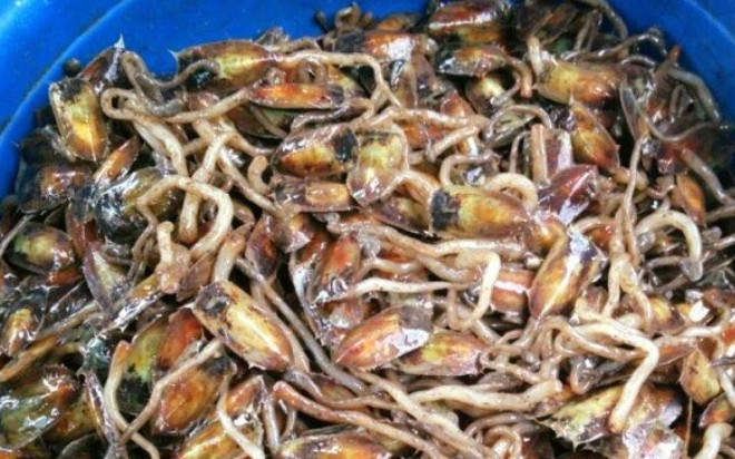 Đặc sản chỉ có tại Hải Phòng, xưa đầy không ai biết giờ được 'săn lùng', 150.000 đồng/kg Ảnh 2