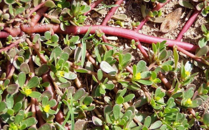 Loại rau xưa cho lợn ăn, giờ thành đặc sản chị em nội trợ ưa chuộng trong dịp hè với 110.000 đồng/kg Ảnh 2