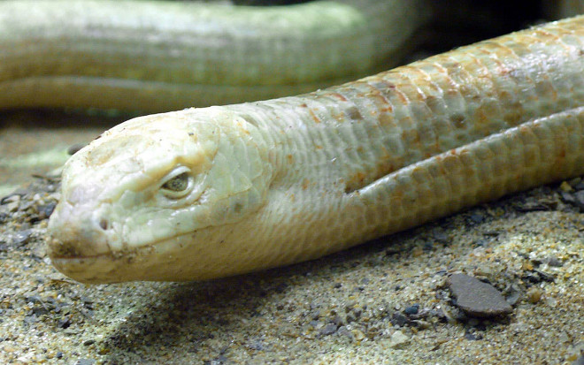 Kỳ lạ loài vật 'vỡ tan như thủy tinh', sau đó cơ thể lại hồi sinh một cách thần kỳ Ảnh 2