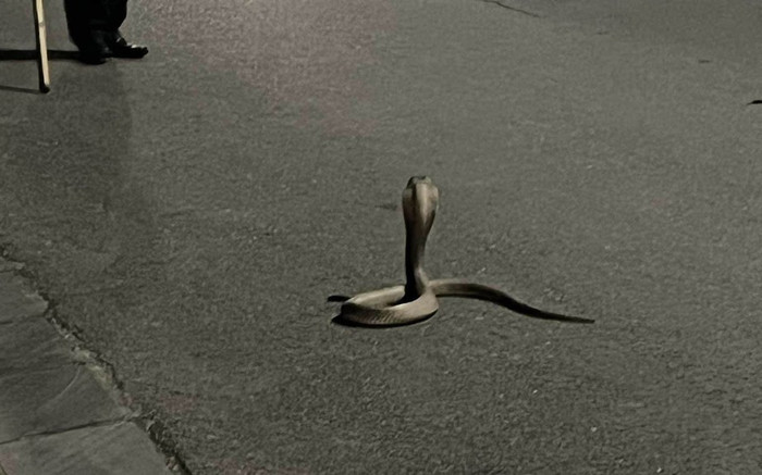 Rắn hổ mang 3kg lửng thửng bò trong khu đô thị ở Hà Nội Ảnh 2