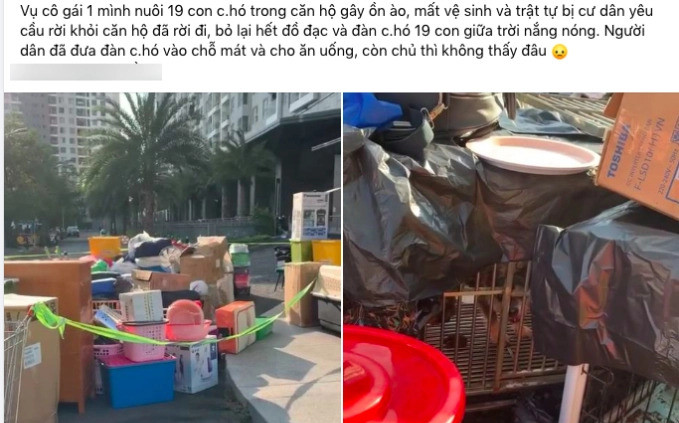 Cô gái nuôi 19 con chó bị cả chung cư tiễn cùng hàng loạt đồ đạc ngay trong đêm Ảnh 2