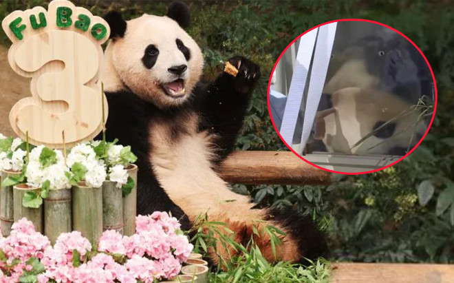 'Đỉnh lưu' Fubao về nước: Netizen tranh cãi việc nhân viên sờ vào Fubao khiến em giật mình Ảnh 2