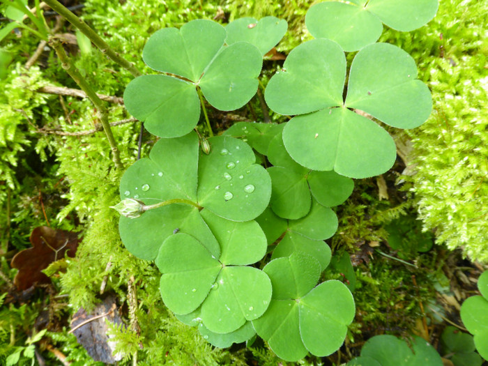 Không chỉ nấu canh rất ngon, chua me đất còn là vị thuốc chữa nhiều chứng bệnh. (Ảnh minh họa) 