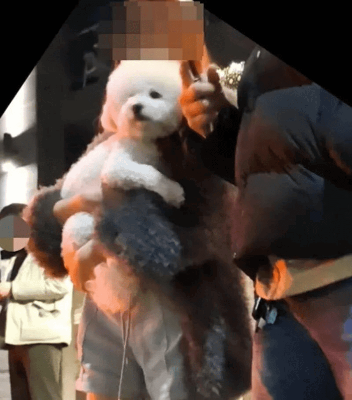 Hình ảnh nữ ca sĩ bình thản ôm cún cưng sau vụ va chạm trong tháng 2 năm nay. Ảnh: Sưu tầm