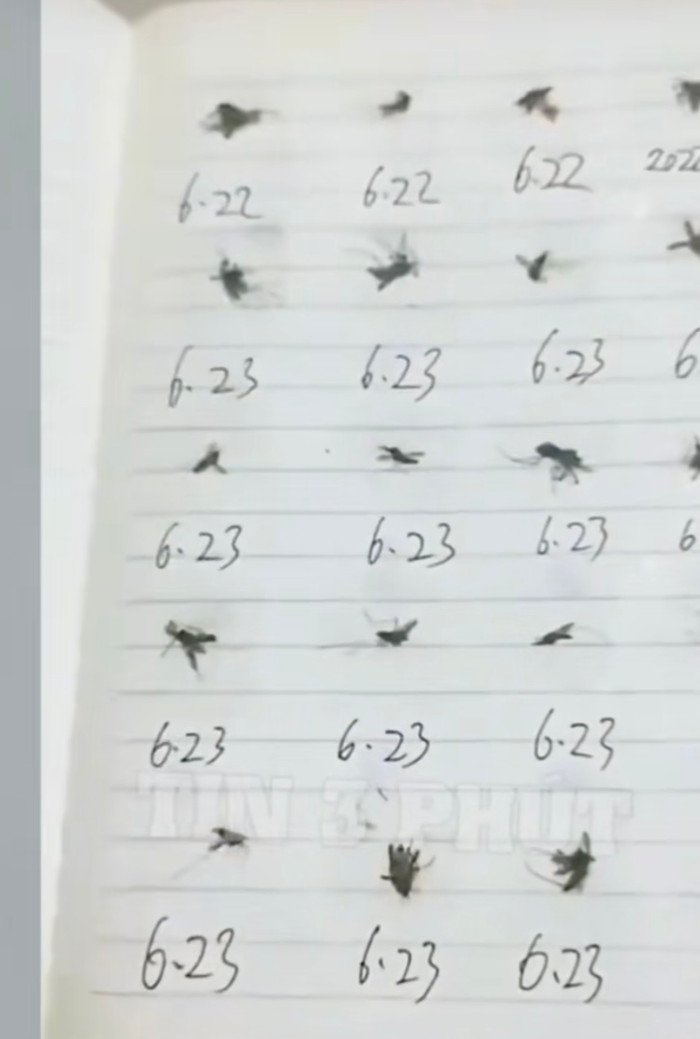 Sổ sinh tử của bầy muỗi.