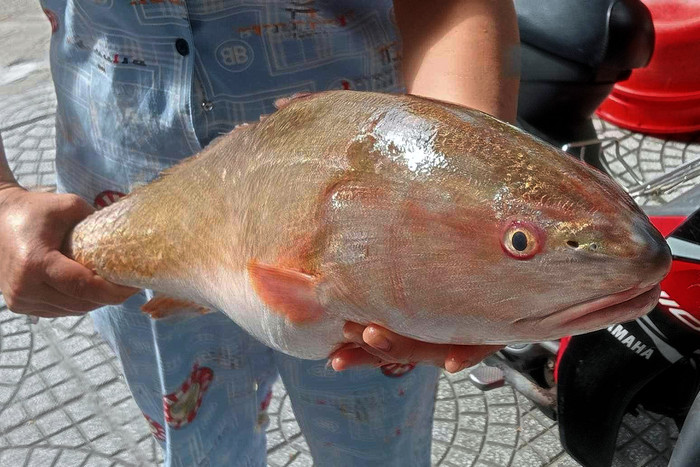 Mỗi kilogram bong bóng cá sủ vàng tươi có giá từ 45.000 đến 55.000 USD/kg (tương đương khoảng từ 1 đến 1,25 tỷ đồng/kg).