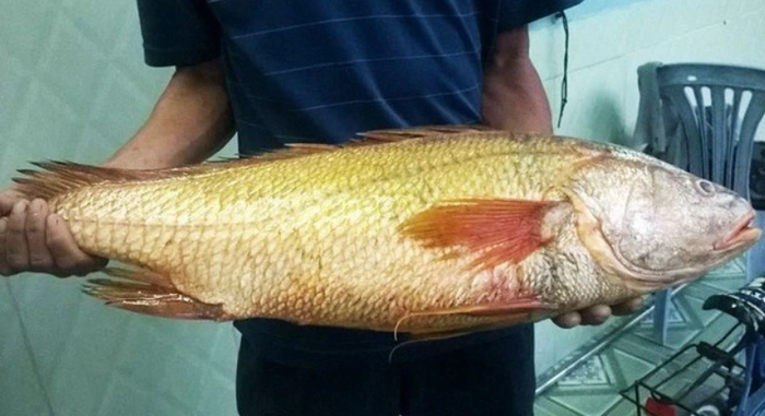 Cá sủ vàng có vây lưng dài, miệng rộng và khá nhọn, có màu vàng nghệ lấp lánh. Nửa thân dưới của chúng có màu trắng bạc hơi phớt hồng. 