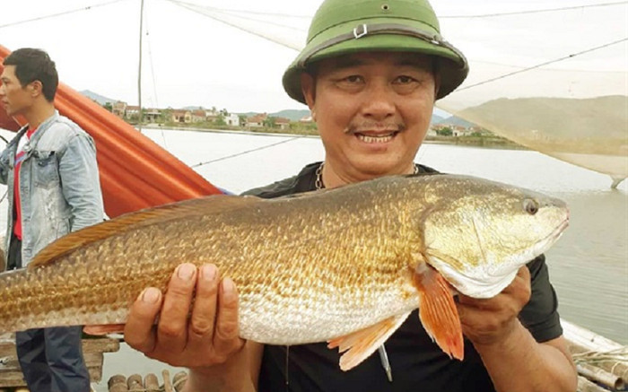 Loài cá này ở Việt Nam sở hữu một bộ phận quý hiếm được săn lùng với giá hơn 1 tỷ đồng Ảnh 2