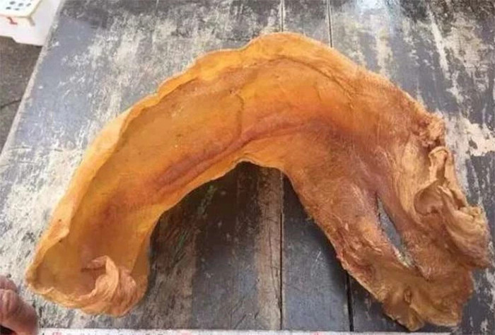 Bóng cá sủ vàng phơi khô được cho là có giá trị dinh dưỡng ngang với nhân sâm, tổ yến. Một con cá nặng từ 40 đến 50 kg, phần bong bóng cá sẽ đạt khoảng 1kg tươi.