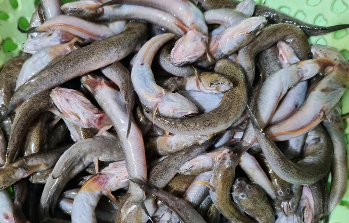 Cá còi được biết đến như một loại cá đặc sản hiếm có của rừng ngập mặn Hậu Lộc (Ảnh Dân Việt)