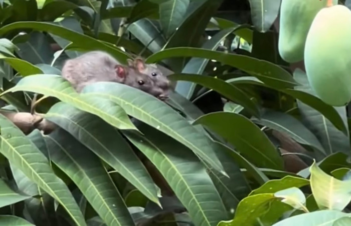 Thấy chuột mukbang xoài chua, chủ nhà không nỡ đuổi, nghe lý do khiến nhiều người suy ngẫm Ảnh 2