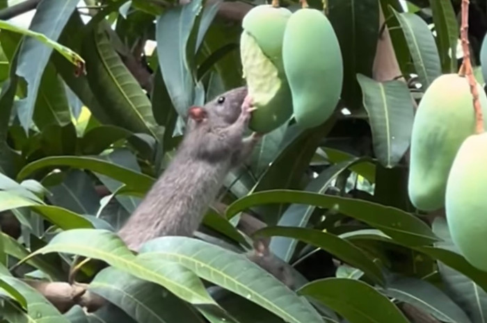 Chuột mukbang xoài.