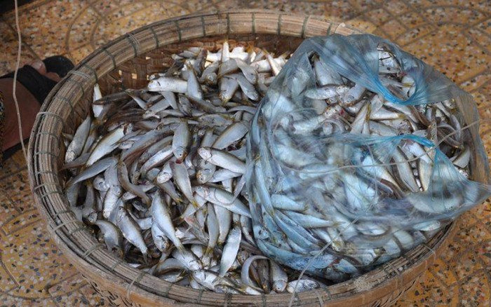 Loại cá xưa có đầy bán không ai mua, giờ thành đặc sản nức tiếng chỉ 150.000 đồng/kg Ảnh 2