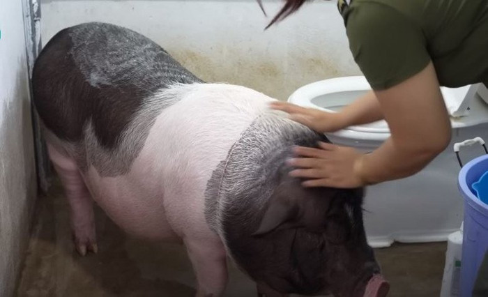 Thời điểm mua về nuôi, chú heo chỉ nặng 1kg nhưng qua gần 1 năm đã lên tới 100kg