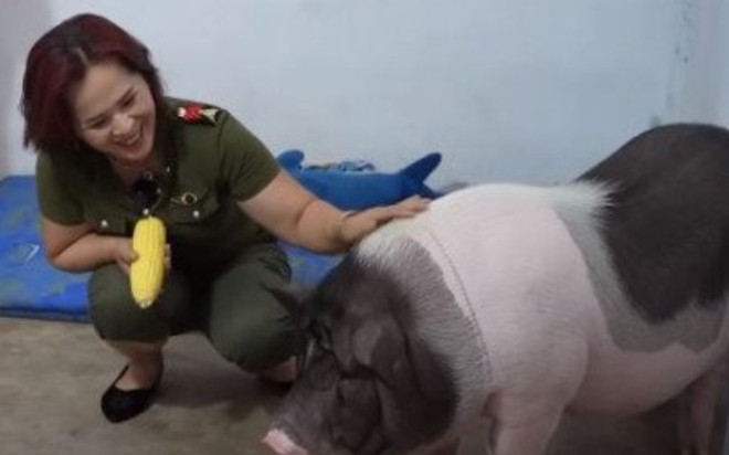 Người phụ nữ cưng chiều heo hơn cả con ruột: Xây phòng ngủ riêng, sắm dây chuyền cho đeo Ảnh 2