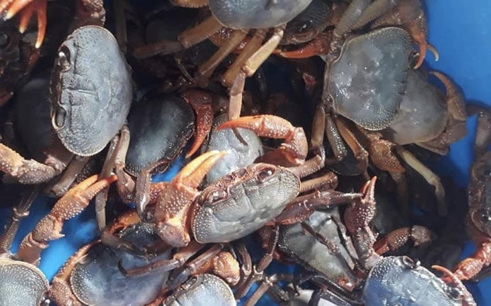 Đặc sản xưa ít người ăn, giờ được dân thành phố 'săn lùng' ráo riết, 500.000 đồng/kg Ảnh 2