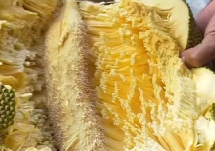 Bên trong trái mít không có một múi nào khiến ông chú và cộng đồng mạng thất vọng.