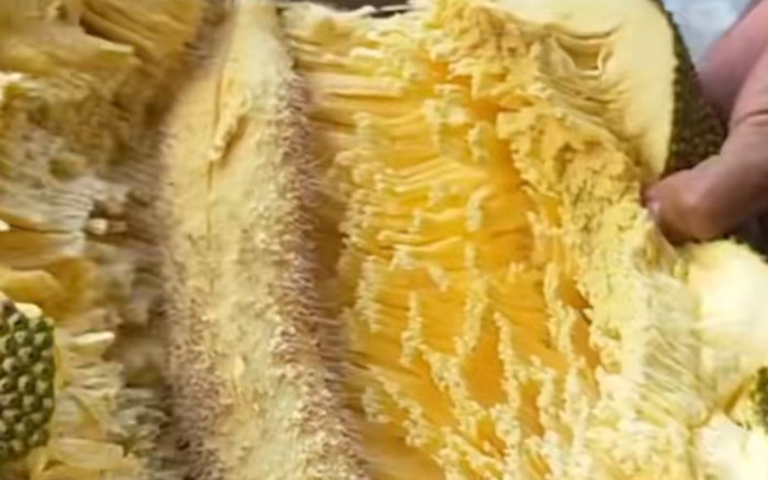 Trồng giống mít không hạt, đến ngày thu hoạch chủ vườn bổ ra xem và cái kết bất ngờ Ảnh 2