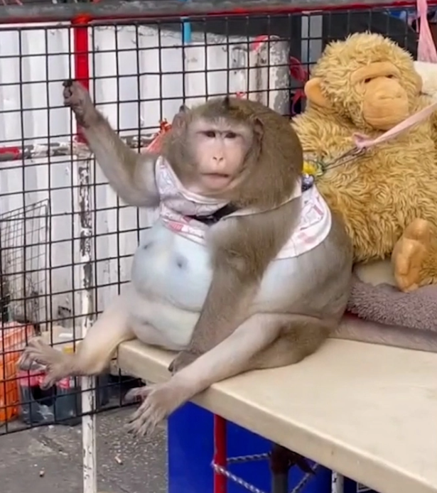 'Chú khỉ béo nhất thế giới' qua đời khi mới 6 tuổi, ngỡ ngàng nguyên do phía sau Ảnh 3