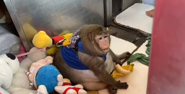 'Chú khỉ béo nhất thế giới' qua đời khi mới 6 tuổi, ngỡ ngàng nguyên do phía sau Ảnh 2