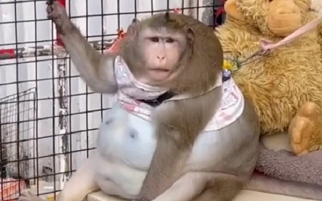 'Chú khỉ béo nhất thế giới' qua đời khi mới 6 tuổi, ngỡ ngàng nguyên do phía sau Ảnh 2