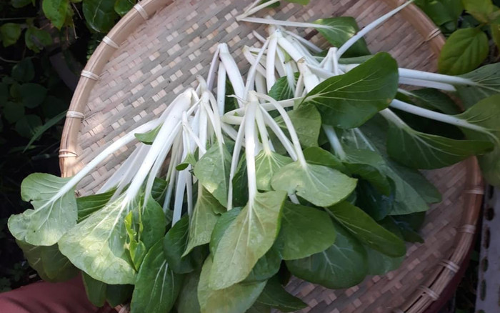 Loại rau giá rẻ được ví như nhân sâm đầu mùa, trồng vô cùng nhiều ở Việt Nam Ảnh 2