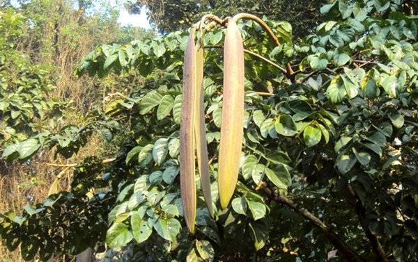 Quả núc nác có thể chế biến thành nhiều món ăn ngon.