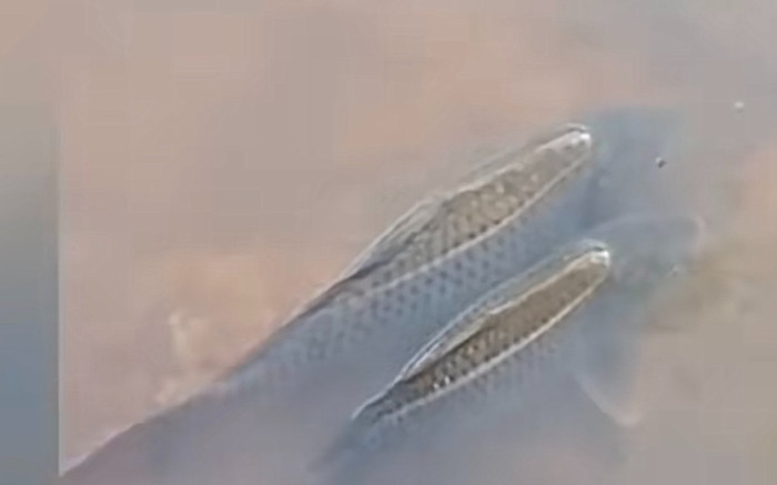 Ngồi câu cá cả buổi không được, chàng trai giật mình khi nhìn xuống chân Ảnh 2