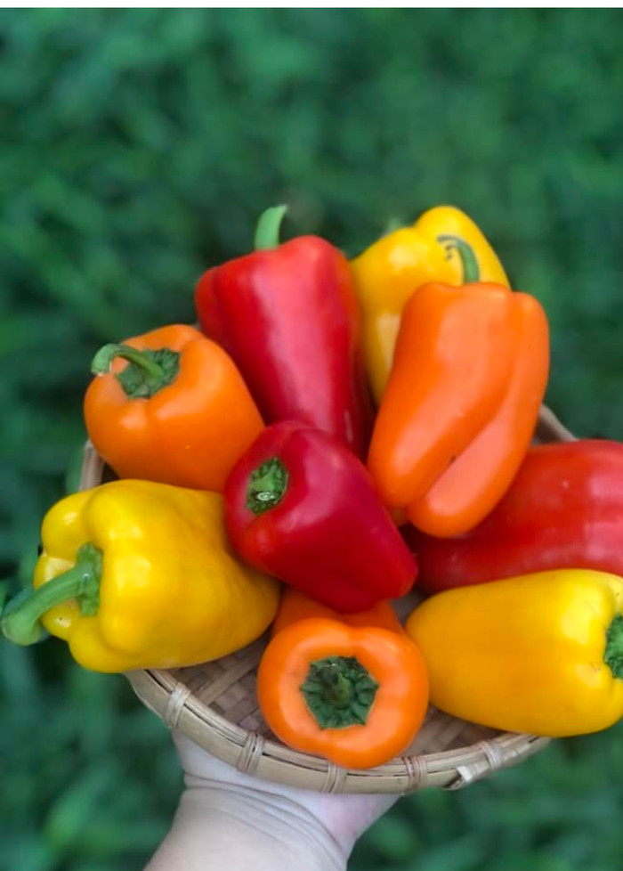 Loại quả giàu vitamin hơn cam, được ví như kem chống nắng tự nhiên khiến nhiều người ưa chuộng Ảnh 4